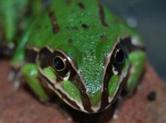 Giant Burrowing Frog Cyclorana australia green juvenilles 0498 Katrina Nissen.jpg